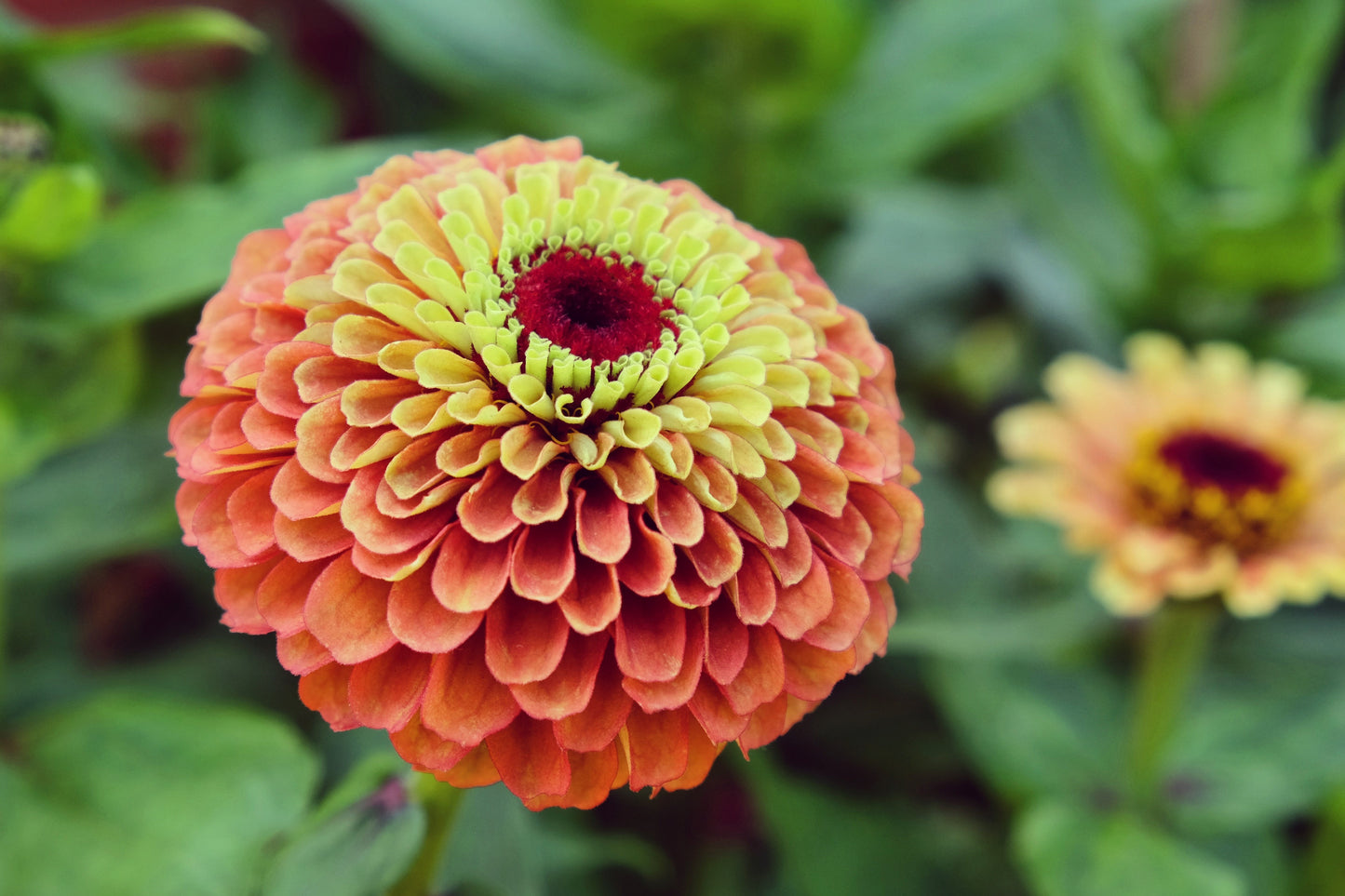 20 Organic QUEENY LIME MIX ZINNIA Elegans Mixed Colors Red Orange Yellow Pink Green Queen Flower Seeds