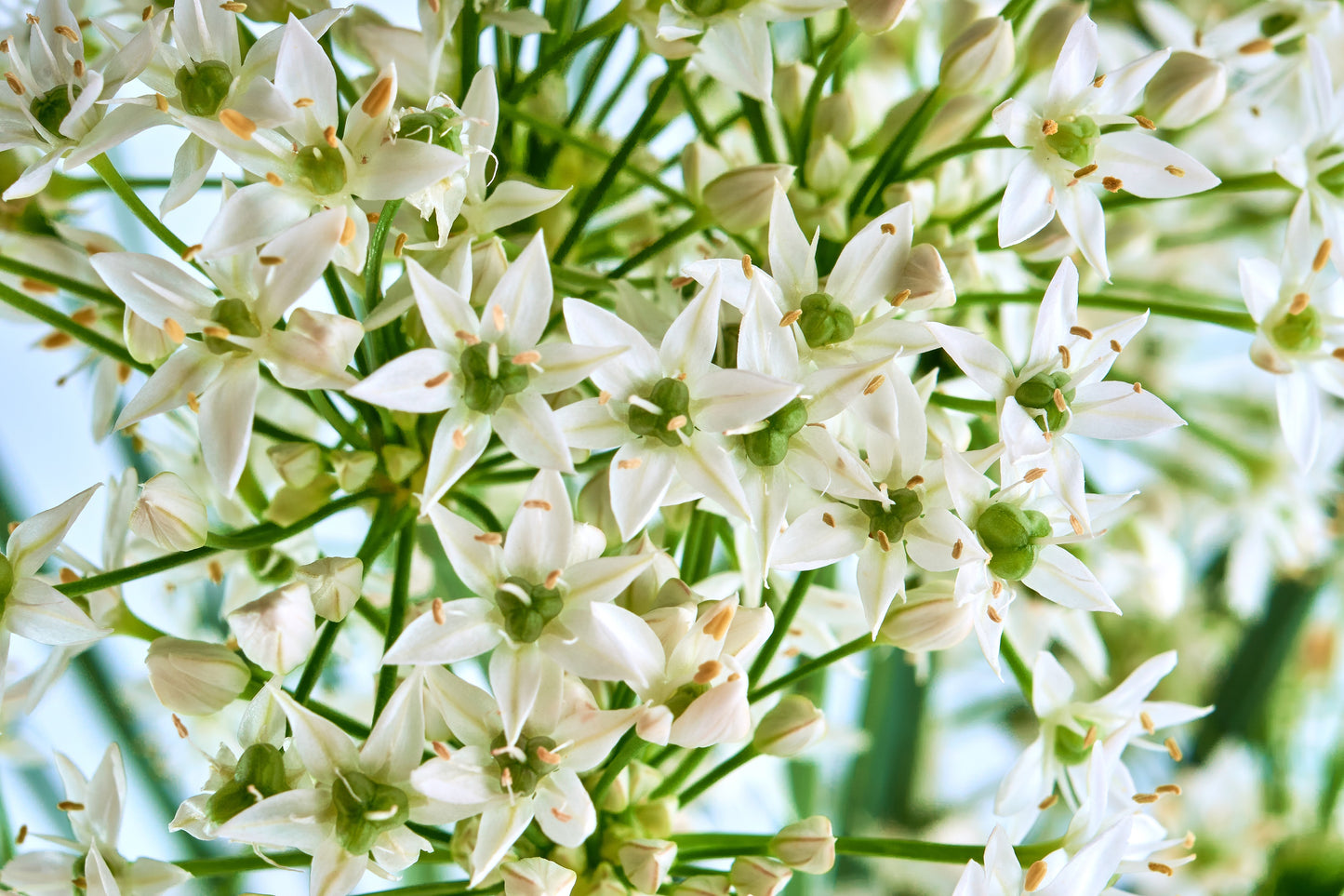 500 CHINESE LEEK (Oriental Garlic / Garlic Chives / Chinese Chives / Flat Chives) Allium Tuberosum Vegetable Seeds