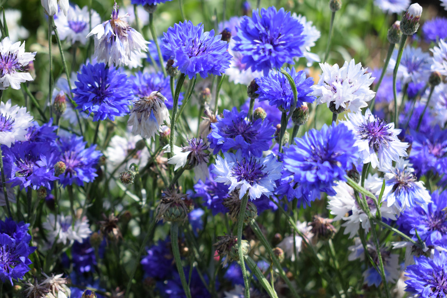 1000 Dwarf Blue BACHELORS BUTTON CORNFLOWER Centaurea Cyanus Flower Seeds