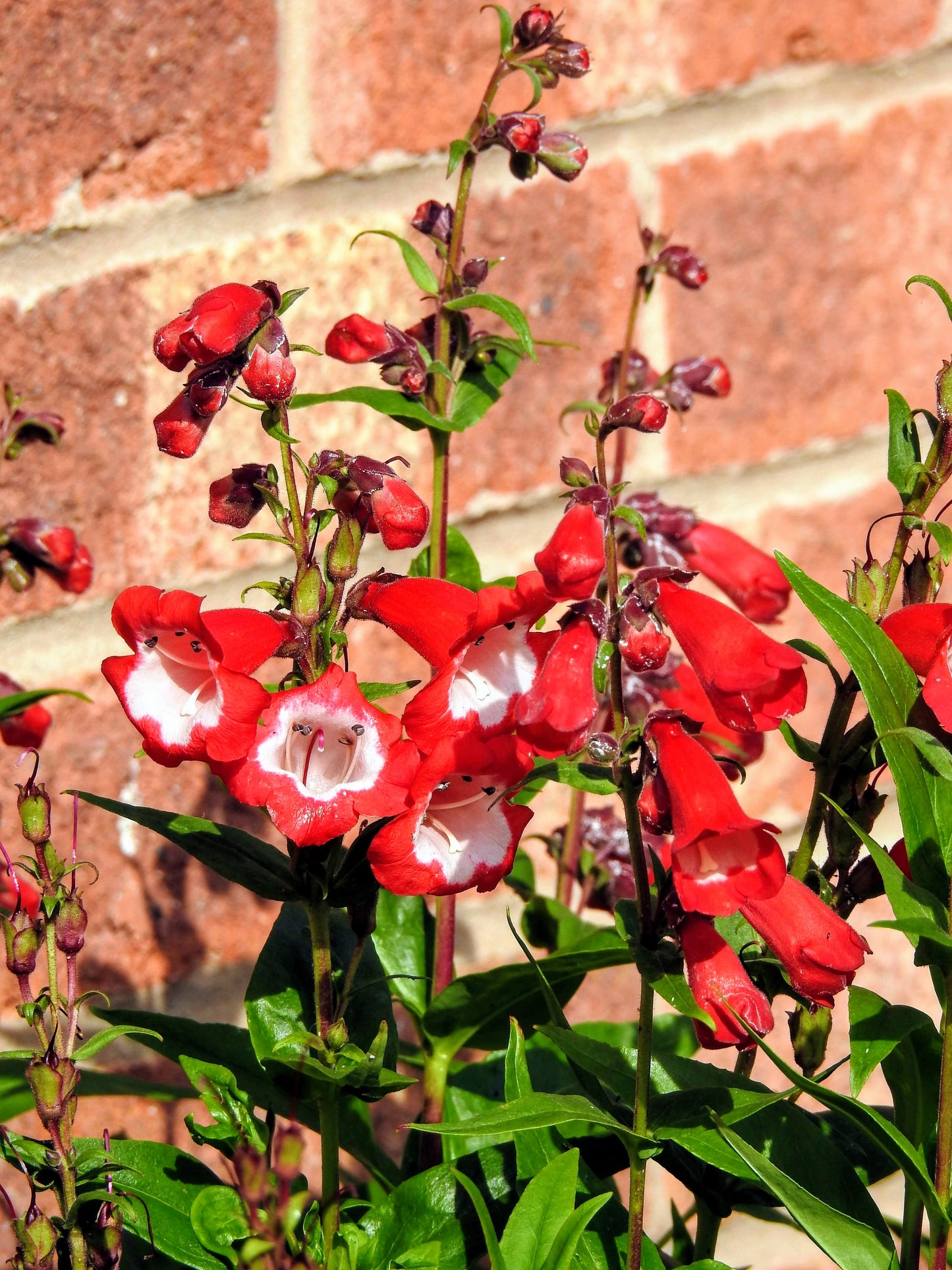 10 SCARLET PENSTEMON Hartwegii Beardtongue Red & White Flower Seeds