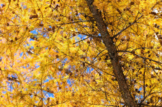 25 JAPANESE LARCH TREE Conifer Pine Cones Bonsai Larix Kaempferi Seeds