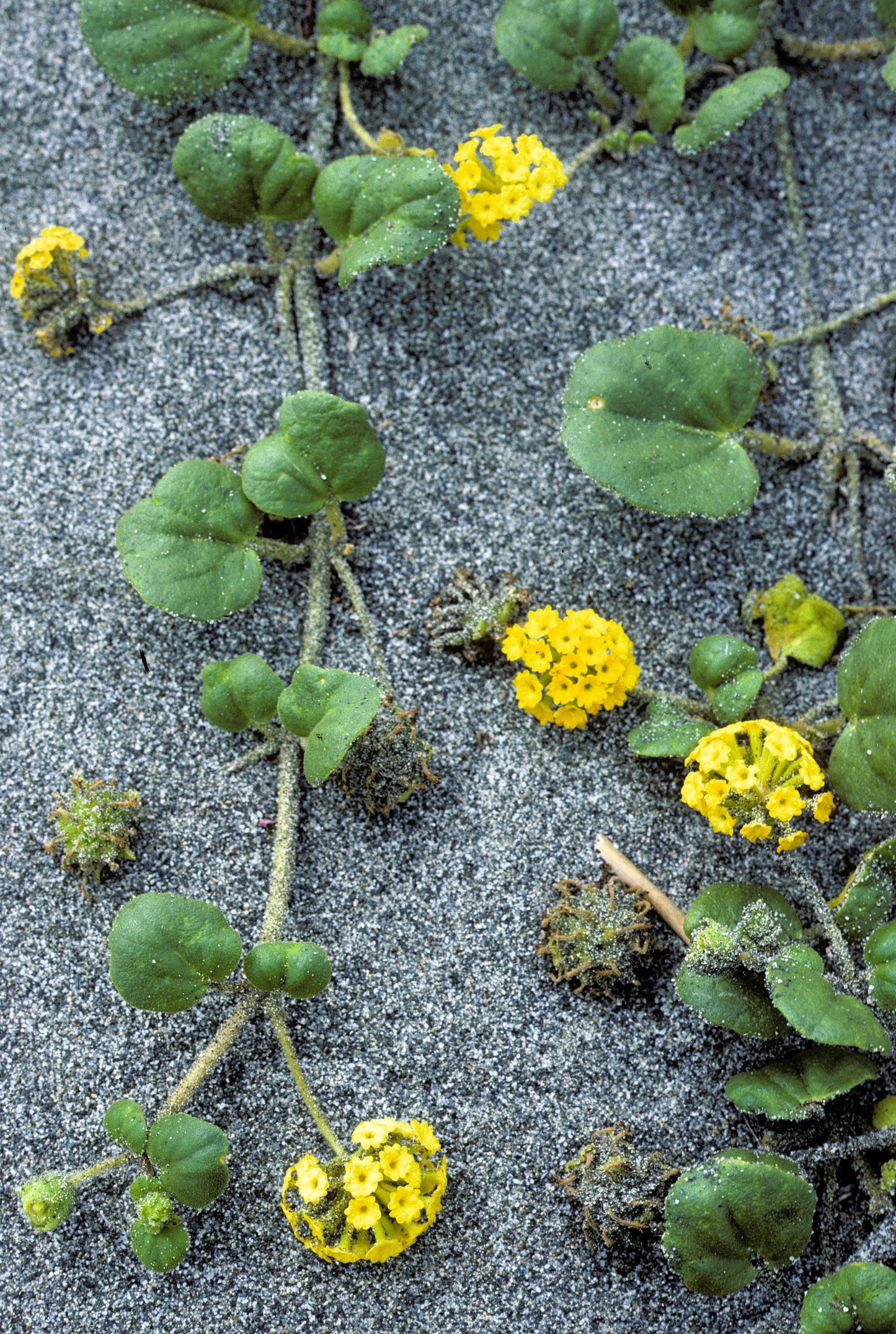 20 YELLOW SAND VERBENA Coastal Abronia Latifolia Arenaria Flower Seeds