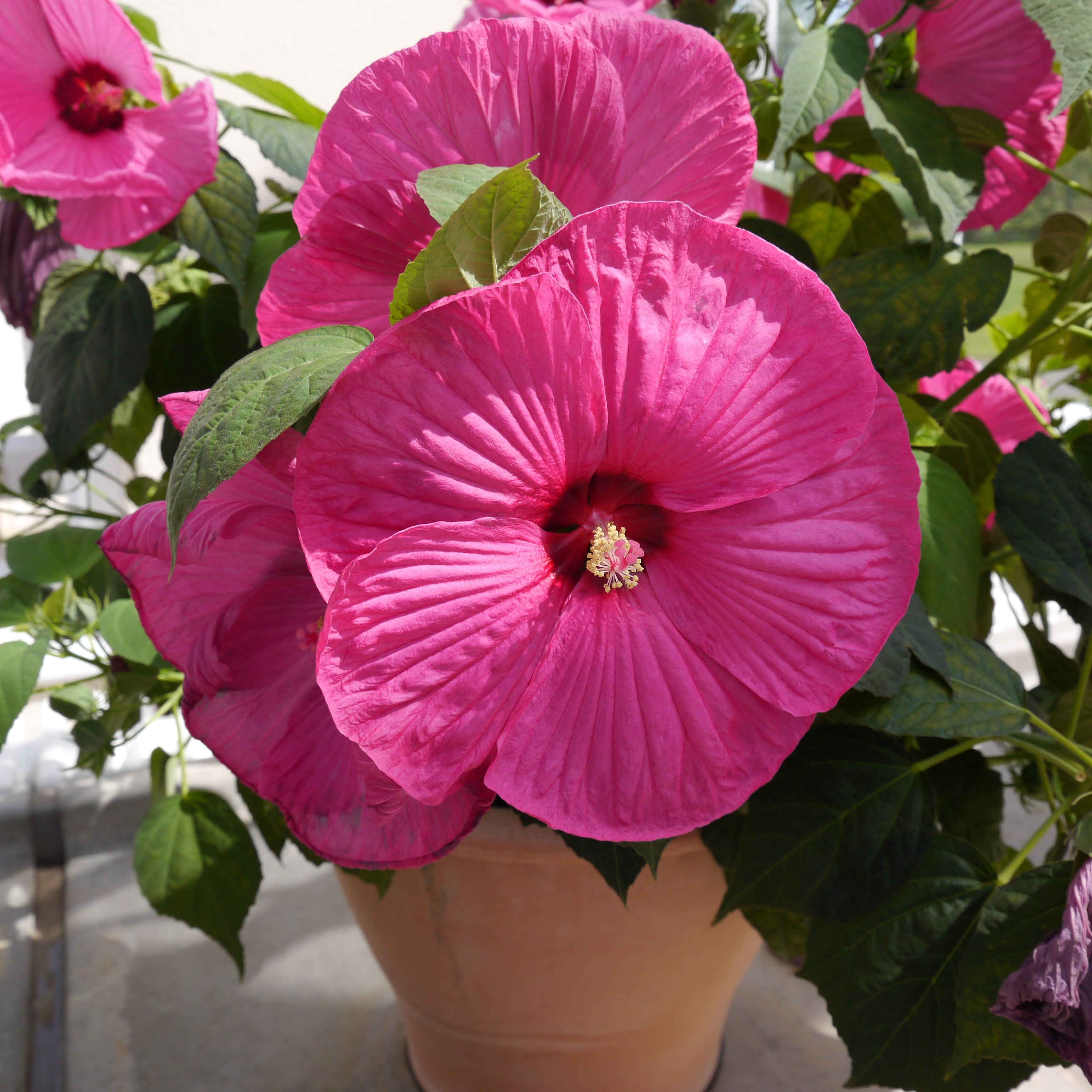 25 MIXED LUNA HIBISCUS Moscheutos Hardy Mixed Colors - Red, Hot