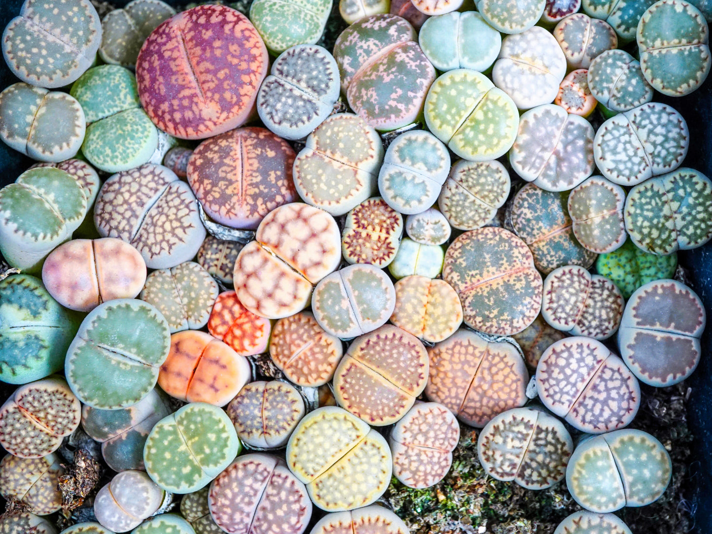 10 LIVING STONE / LITHOPS Mixed Colors Pebble Houseplant Flower Seeds