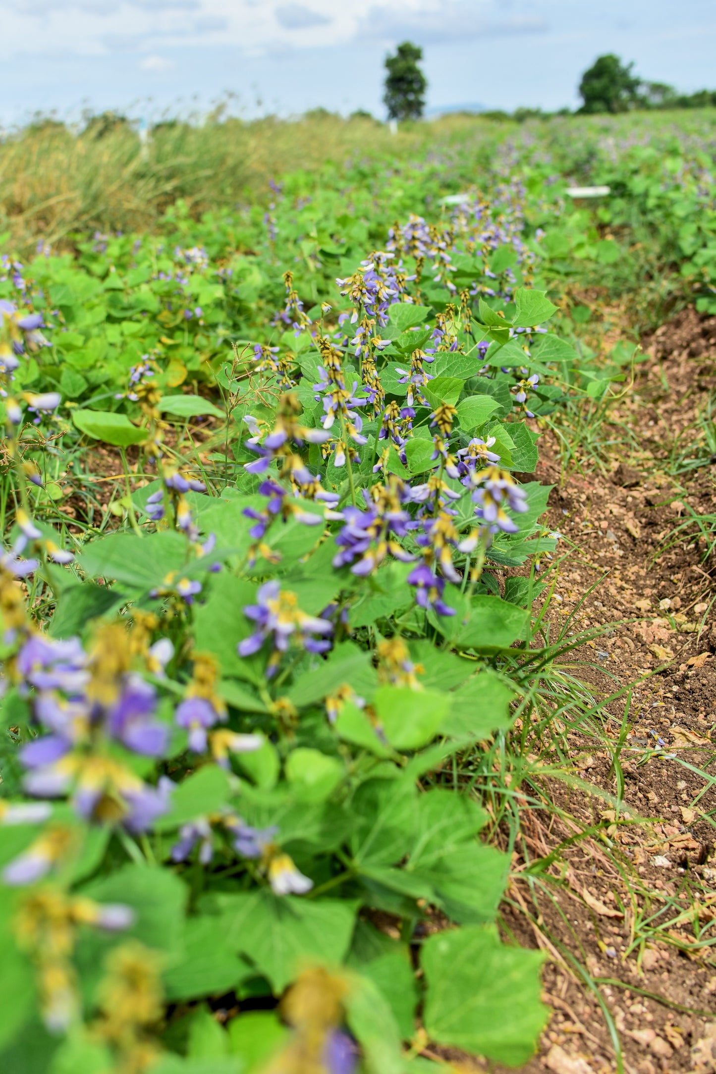 20 JICAMA Mexican Yam Bean Potato Bean Pachyrhizus Erosus Vining Legume Root Vegetable Blue Flower Seeds