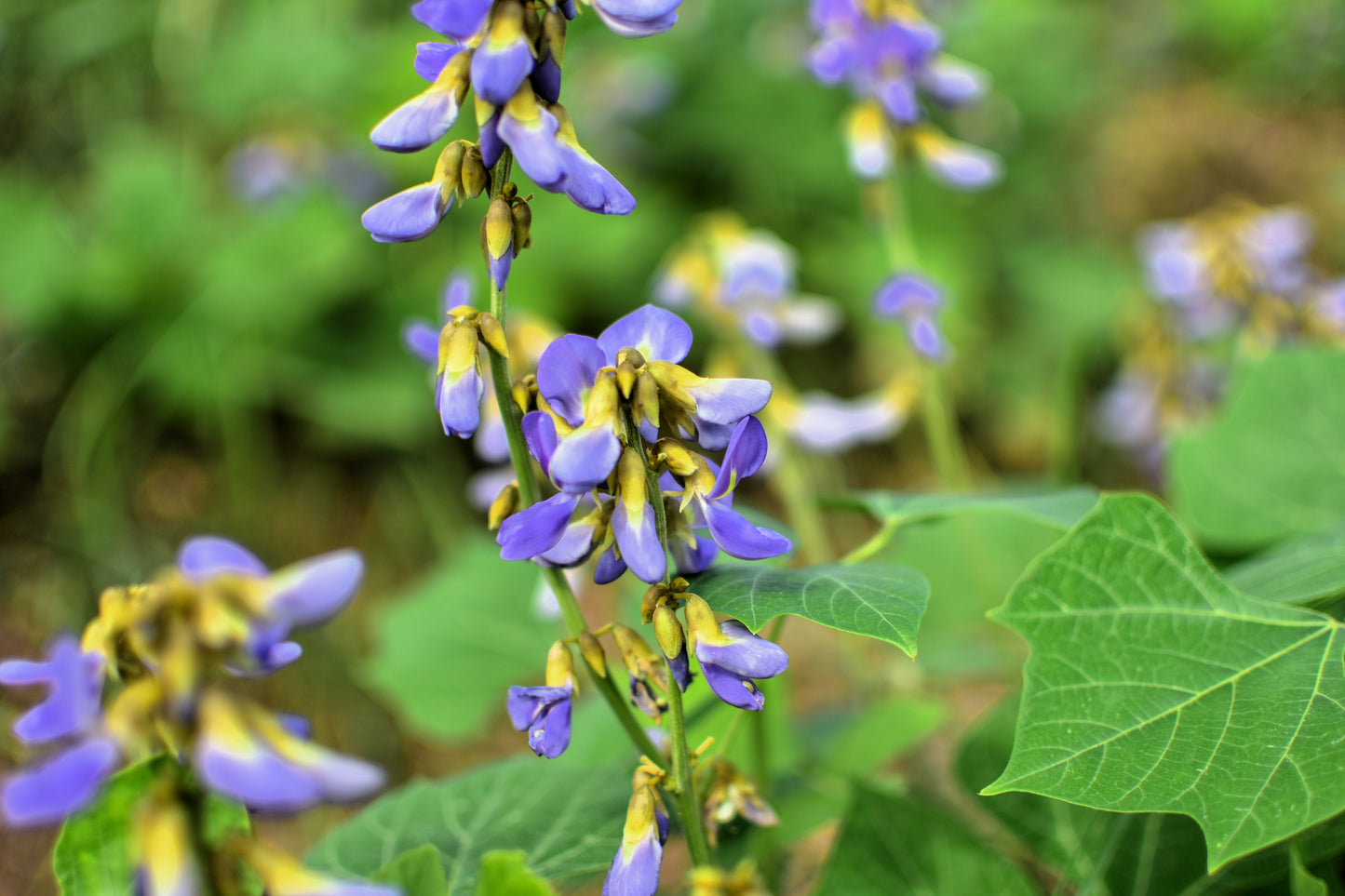 20 JICAMA Mexican Yam Bean Potato Bean Pachyrhizus Erosus Vining Legume Root Vegetable Blue Flower Seeds