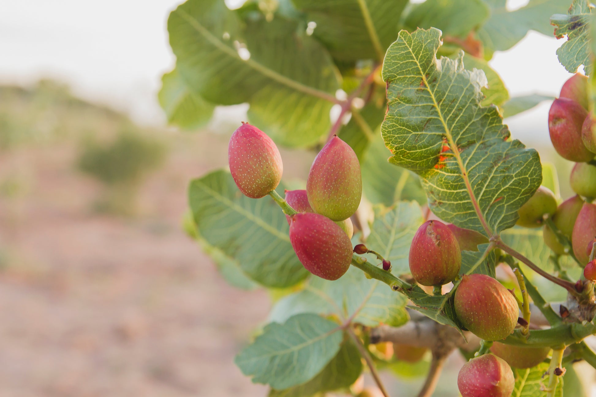 pistachios seeds to plant 5 PISTACHIO NUT TREE Pistacia Vera Fruit Red Flowers Seeds – Seedville USA
