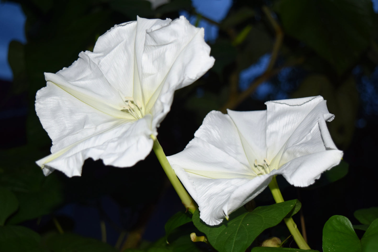 50 MOONFLOWER MORNING GLORY White Moon Flower Ipomoea Alba Flower Vine Seeds
