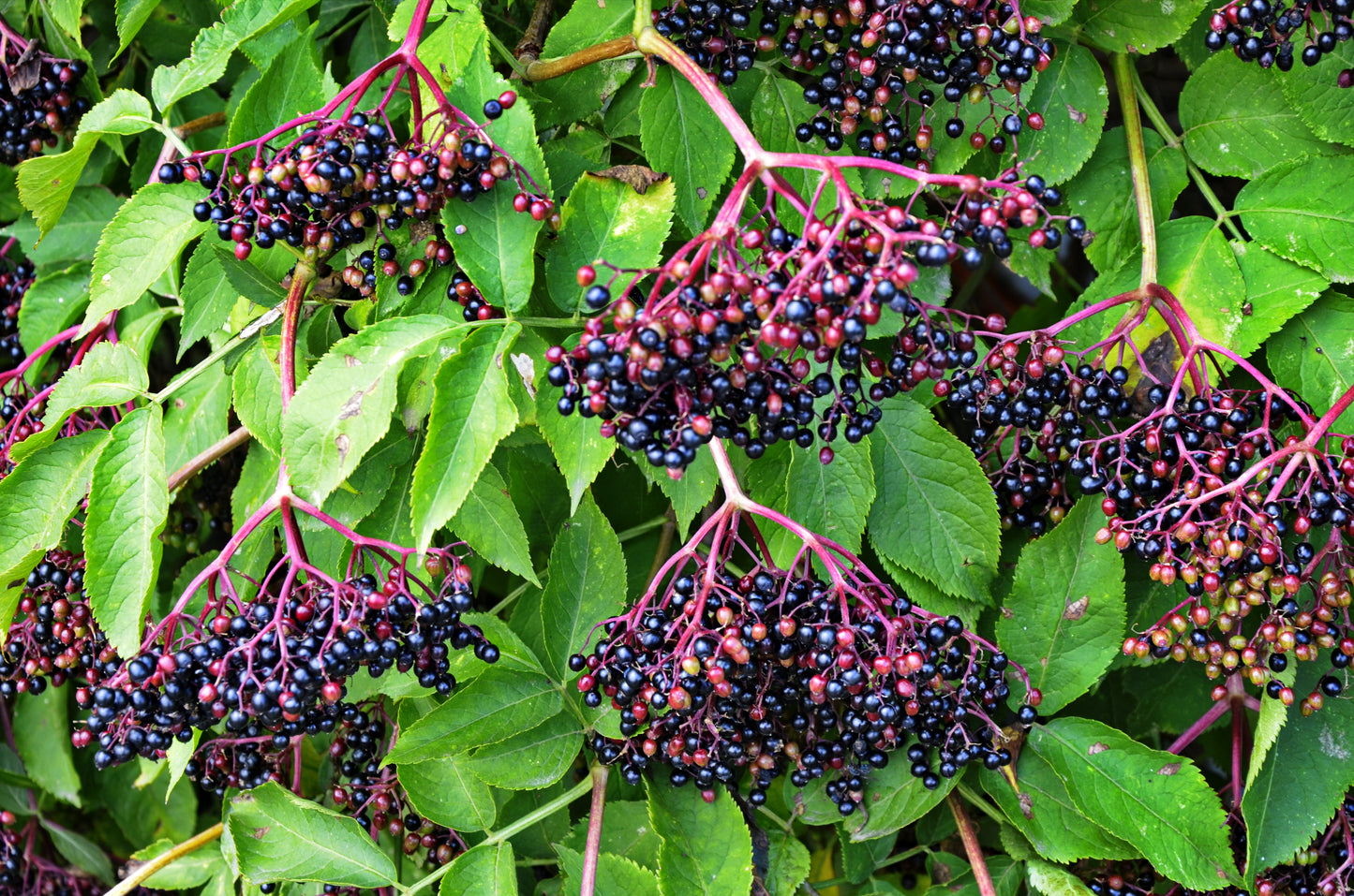 25 American ELDERBERRY FRUIT BUSH Shrub Tree Sambucus Nigra Seeds