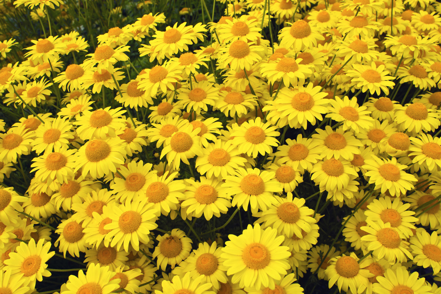 250 GOLDEN MARGUERITE DAISY Dyer's Yellow Chamomile Anthemis Tinctoria Kelwayi Cota Tinctoria  Paris Daisy Herb Flower Seeds