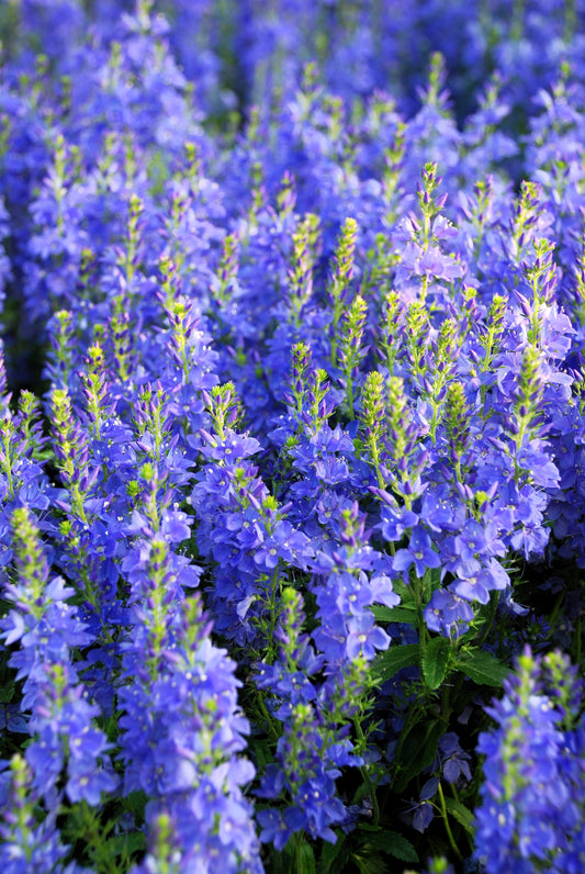 75 ROYAL BLUE SPEEDWELL Veronica Austriaca Teucrium Flower Seeds