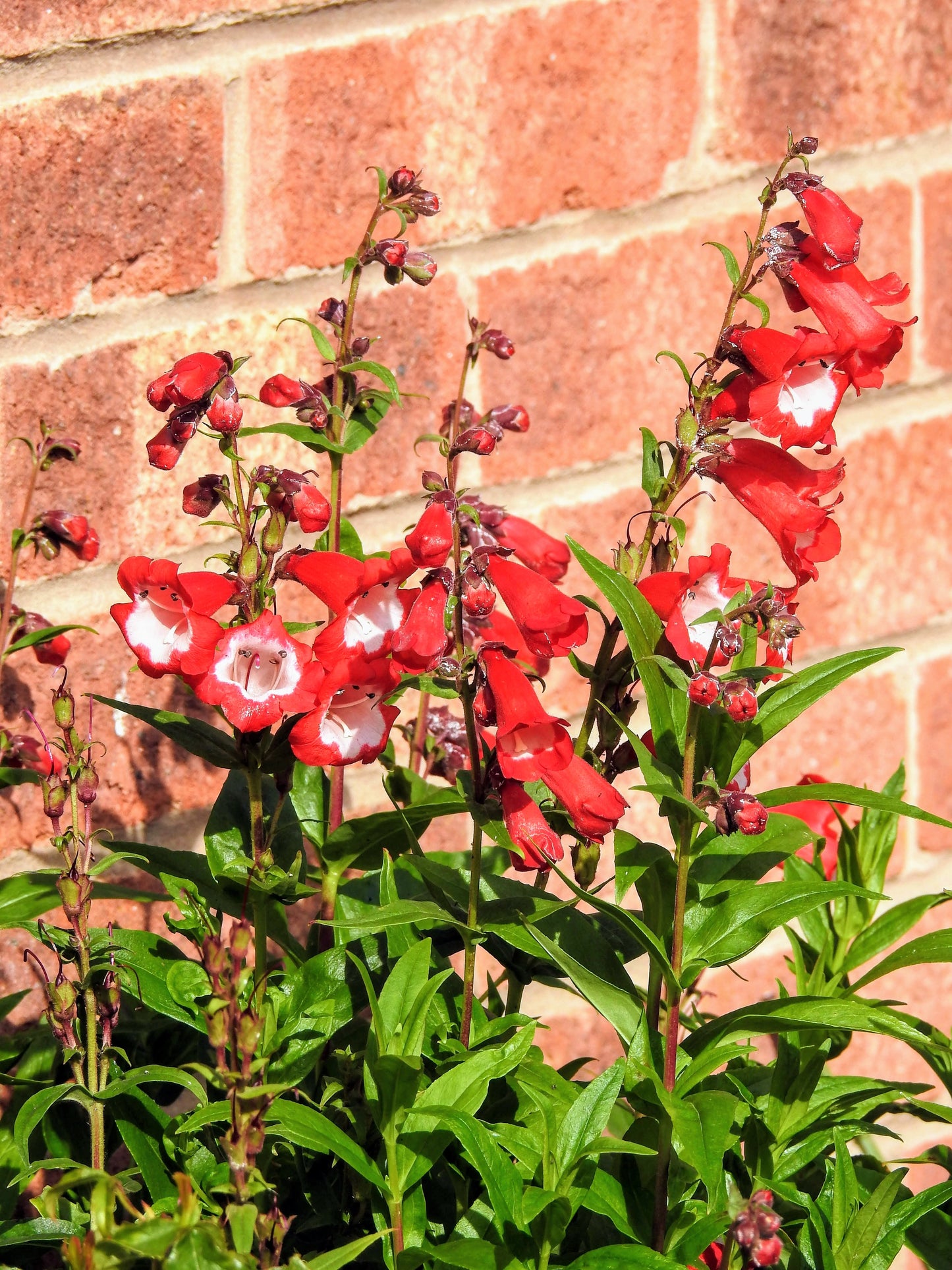 10 SCARLET PENSTEMON Hartwegii Beardtongue Red & White Flower Seeds