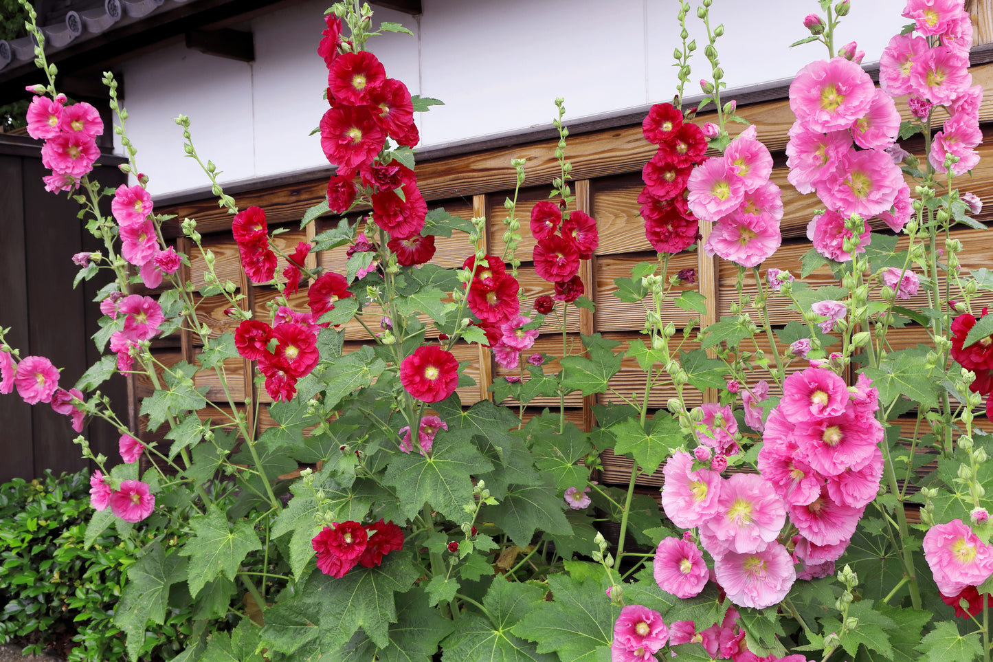 25 BRIGHT PINK HOLLYHOCK Alcea Rosea Perennial Flower Seeds