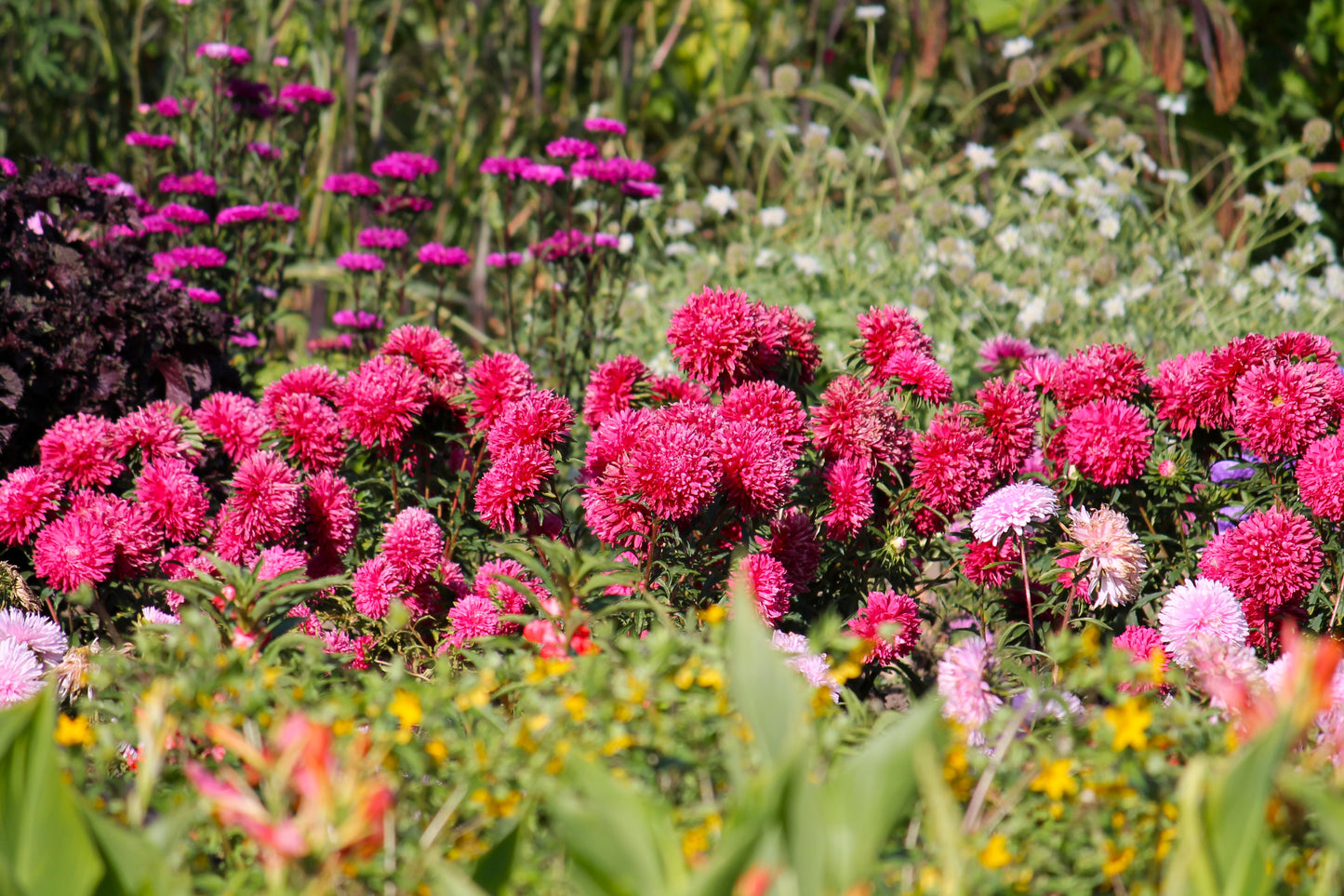 250 Double RED CHINA ASTER Callistephus Chinensis Flower Seeds