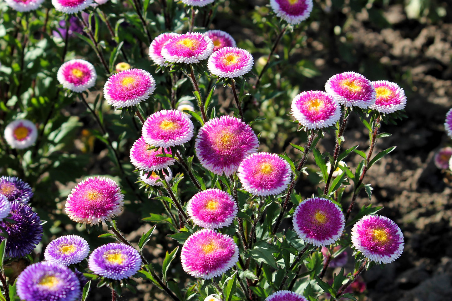 50 HI No MARU ASTER Double Red & White Callistephus Pompon Flower Seeds