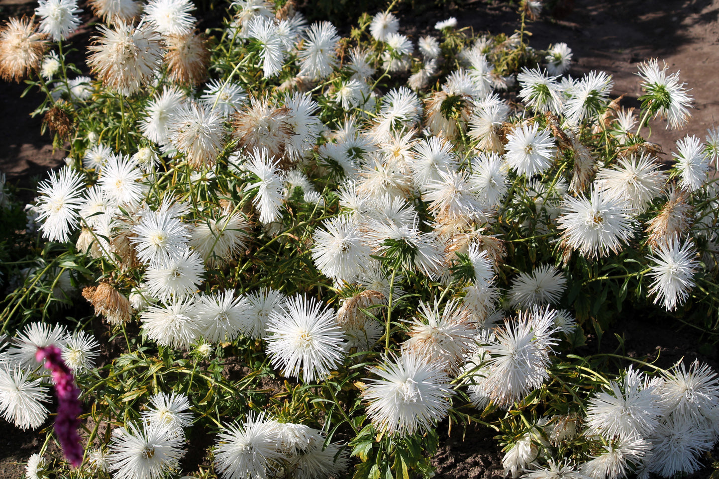 50 Mixed OSTRICH PLUME ASTER Feather Spider Callistephus Chinensis Flower Seeds