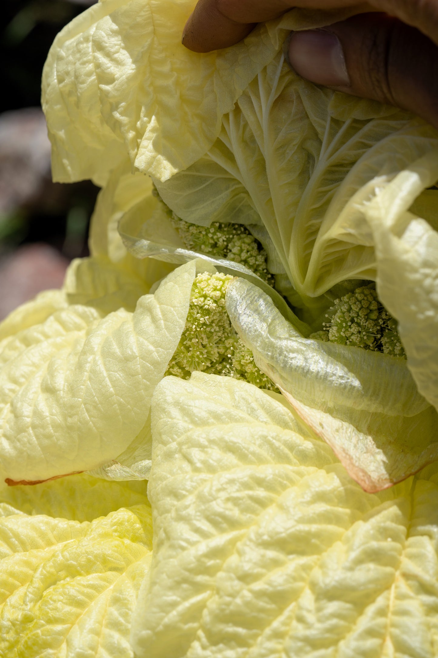 5 NOBLE RHUBARB Rheum Nobile Ornamental Sikkim Himalayan Glasshouse Plant Seeds