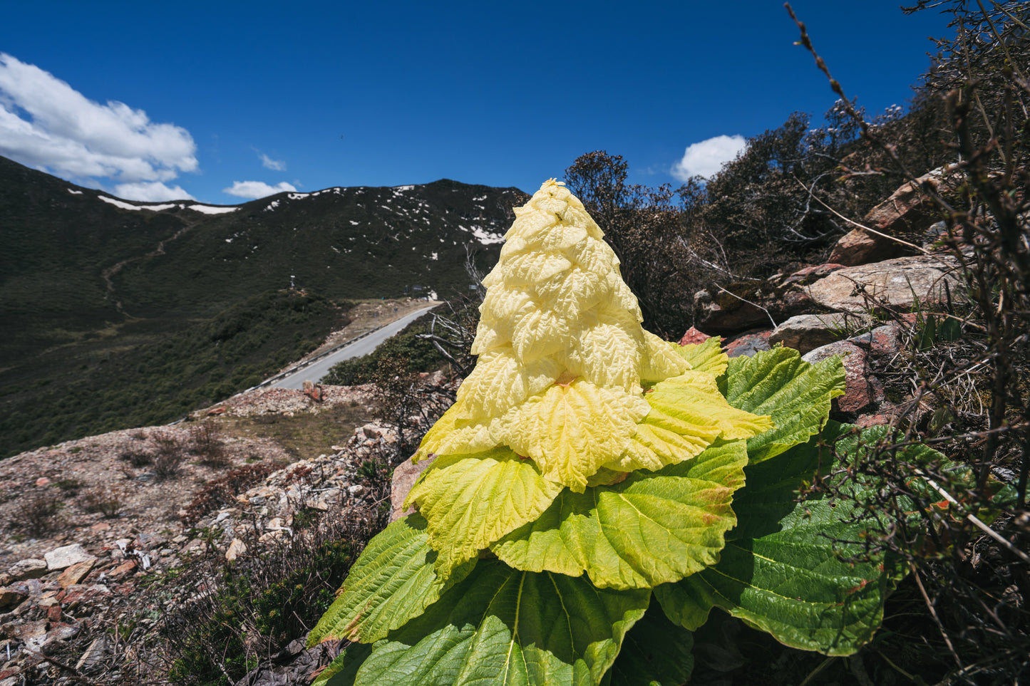 5 NOBLE RHUBARB Rheum Nobile Ornamental Sikkim Himalayan Glasshouse Plant Seeds