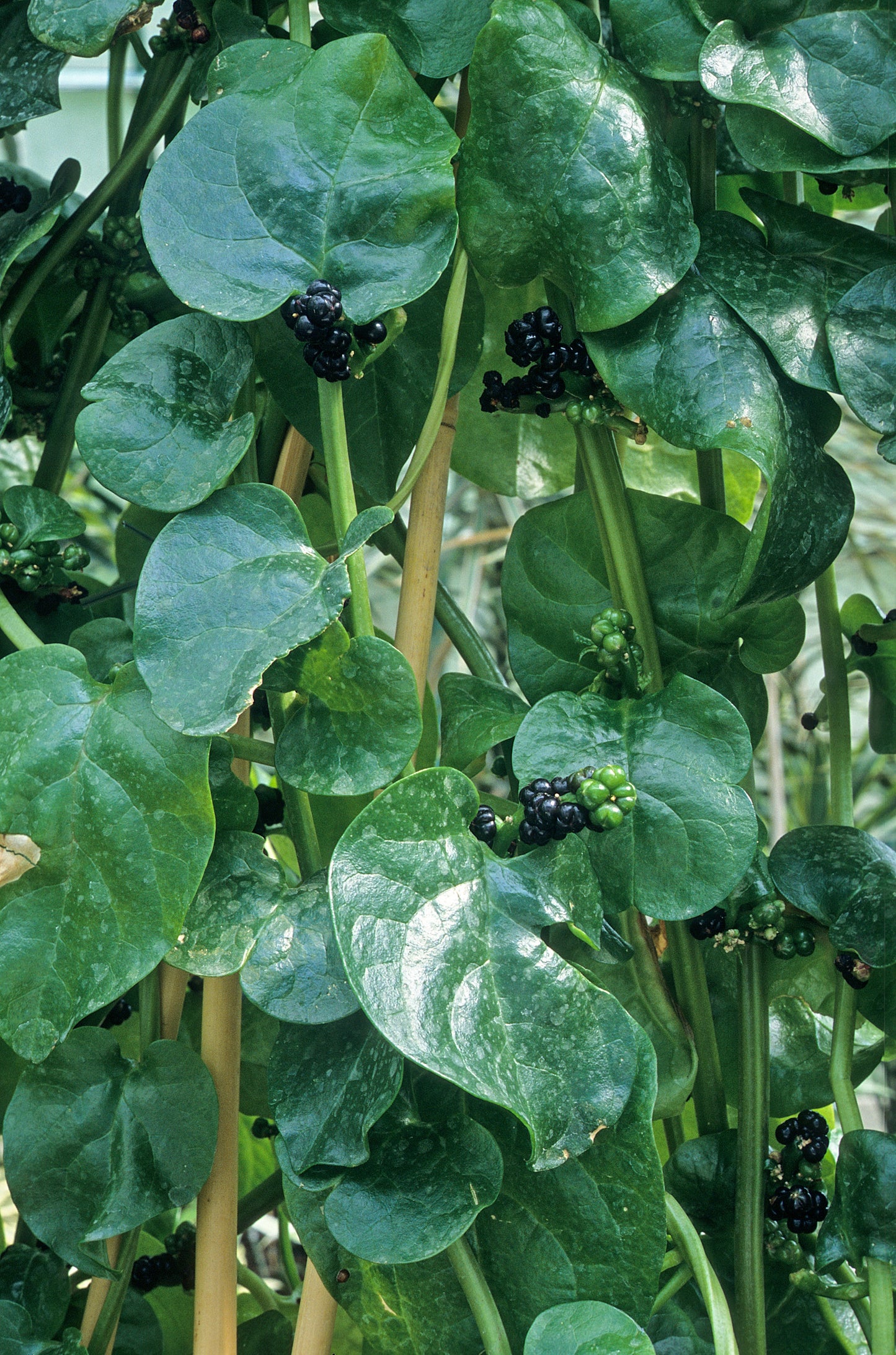 50 BIG ROUND LEAF MALABAR SPINACH Vine Ceylon Basella Alba Vegetable Seeds
