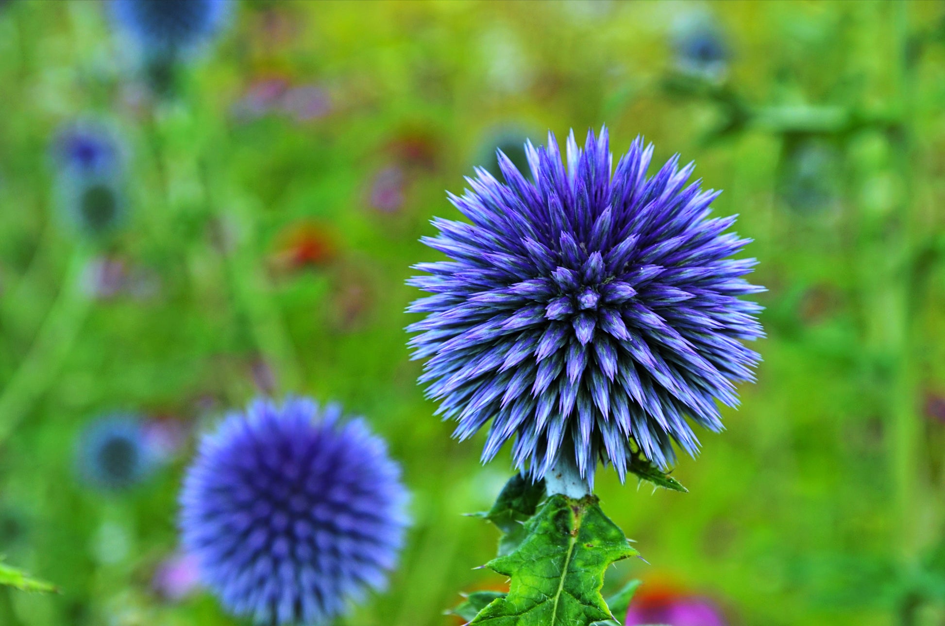 blue thistle flower seeds 25 Blue GLOBE THISTLE Echinops Ritro Southern Globethistle Pollinator Flower Seeds