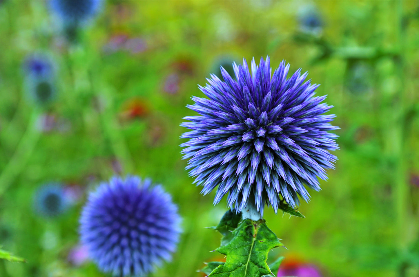 25 Blue GLOBE THISTLE Echinops Ritro Southern Globethistle Pollinator Flower Seeds