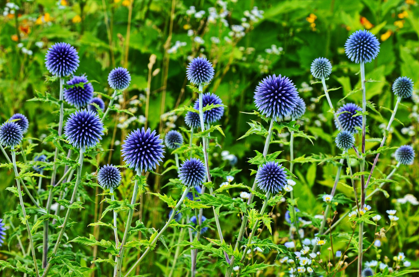 25 Blue GLOBE THISTLE Echinops Ritro Southern Globethistle Pollinator Flower Seeds