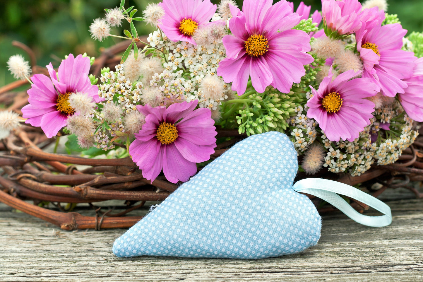 200 TALL PINK COSMOS Bipinnatus Flower Seeds