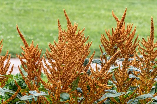 100 Organic HOT BISCUITS AMARANTHUS Cruentus Coppery Bronze Plumes Flower Seeds
