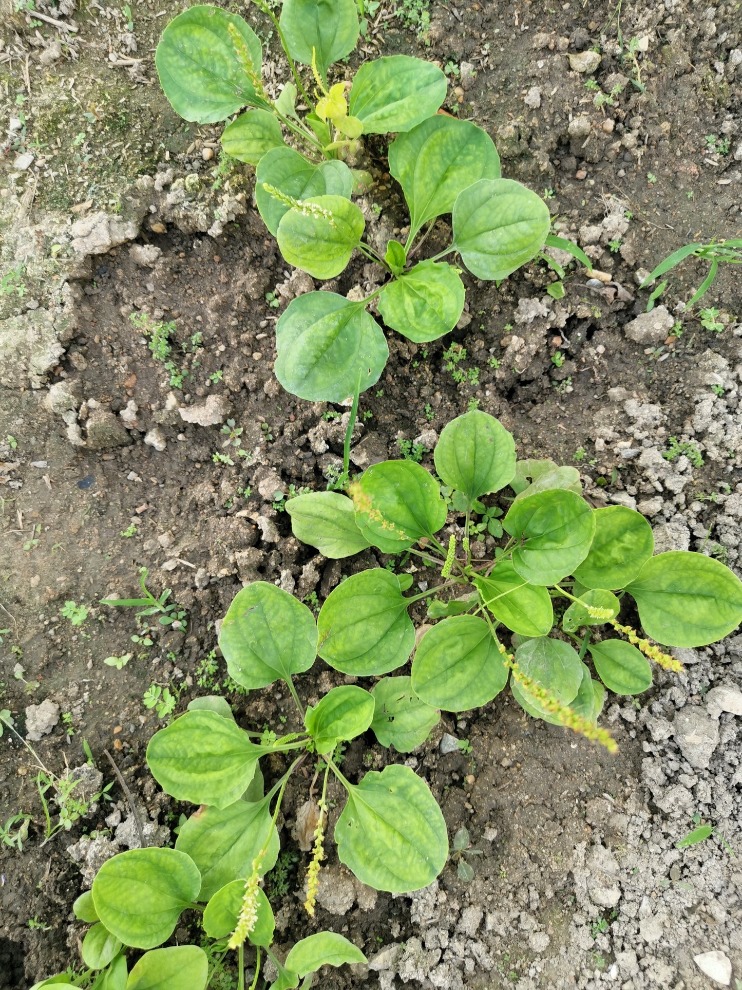 1000 CHINESE PLANTAIN Plantago Asiatica Herb Flower Seeds