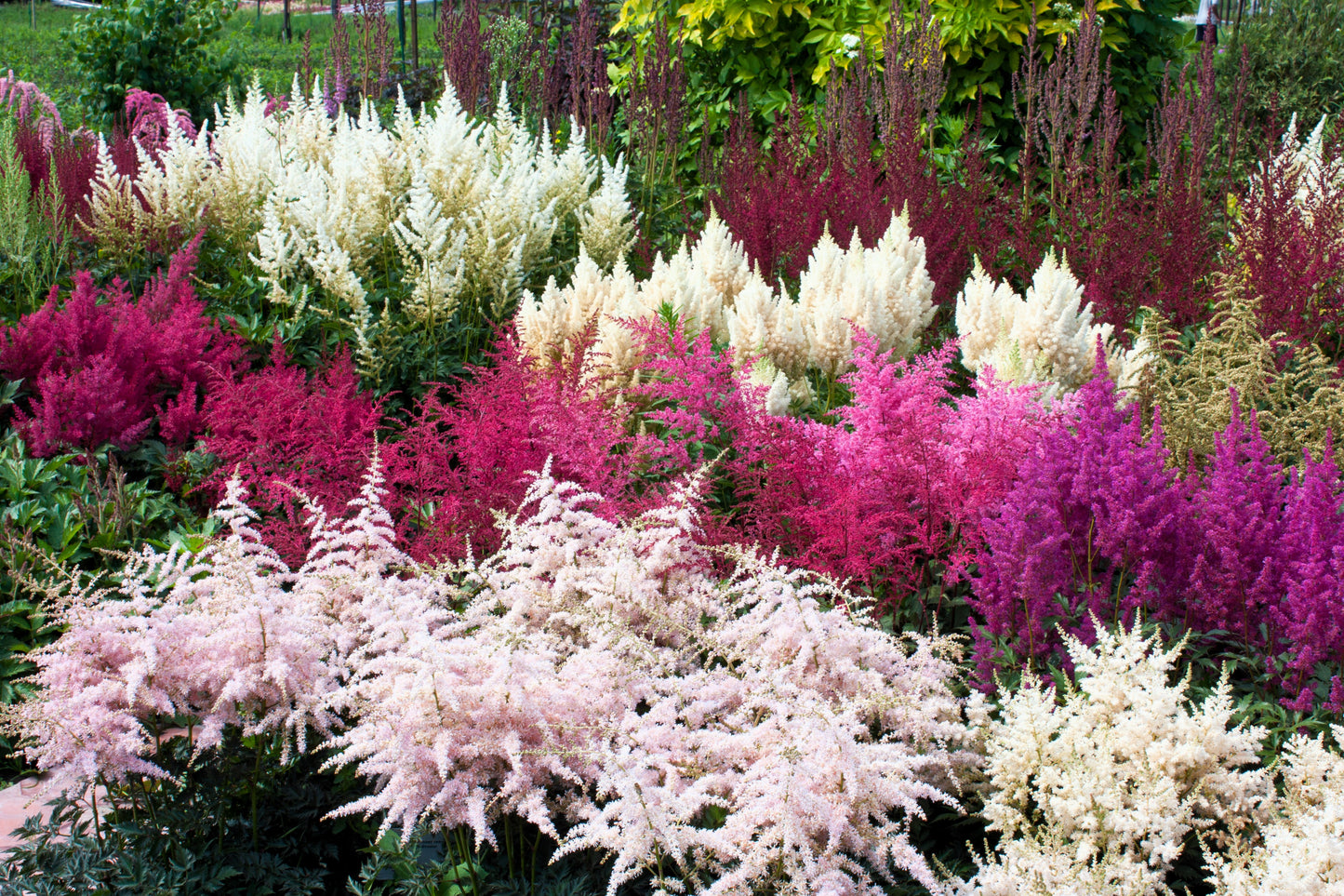 50 MIXED Colors ASTILBE BUNTER Astilbe Simplicifolia Shade Red White Purple Pink Flower Seeds