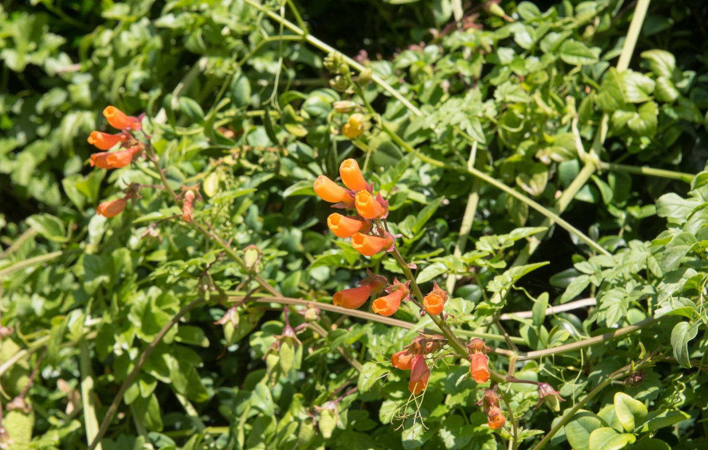 40 CHILEAN GLORY VINE Eccremocarpus Scaber Flower Seeds