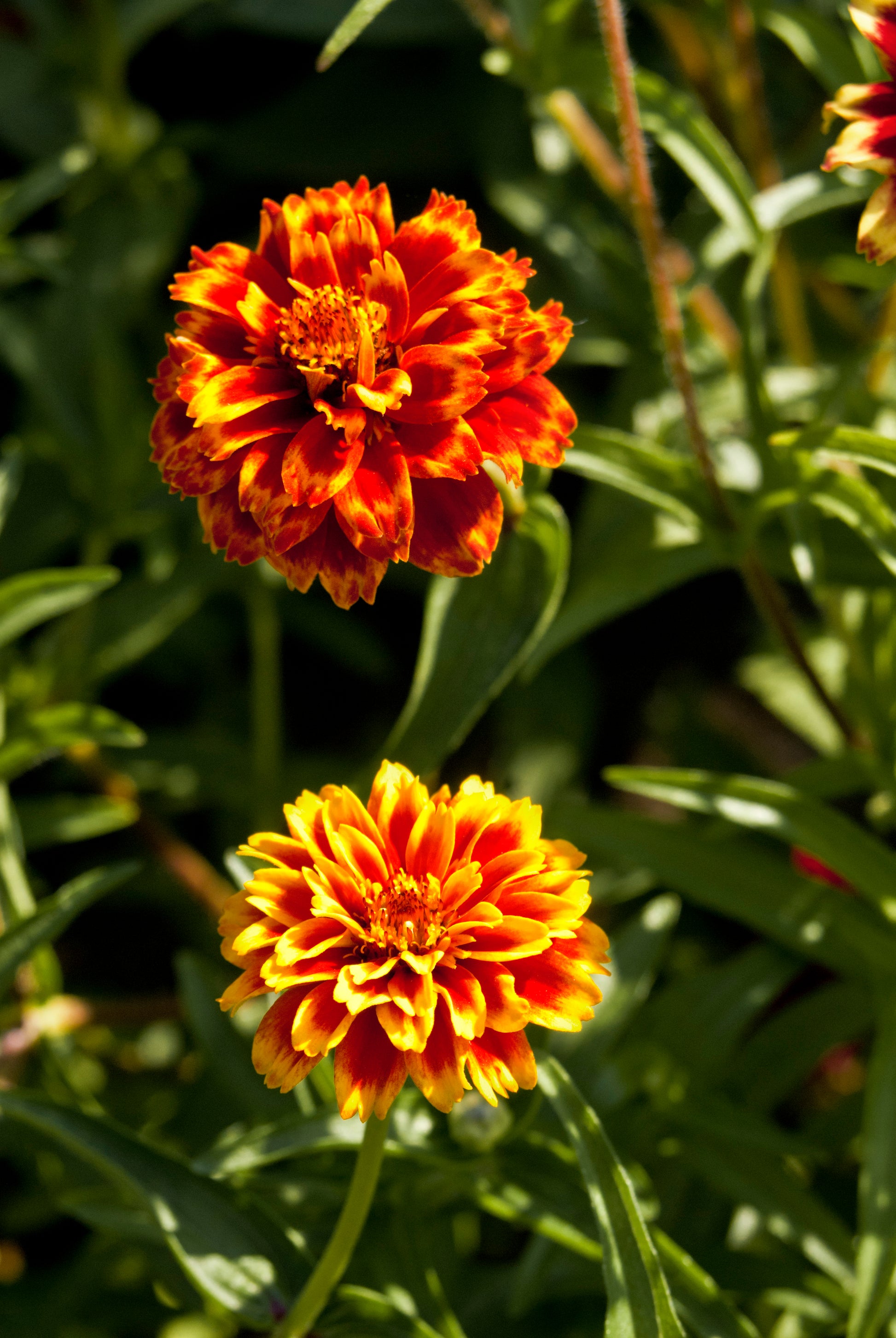 persian carpet flower seeds 75 Mixed Colors PERSIAN CARPET ZINNIA Zinnia Haageana Flower Seeds