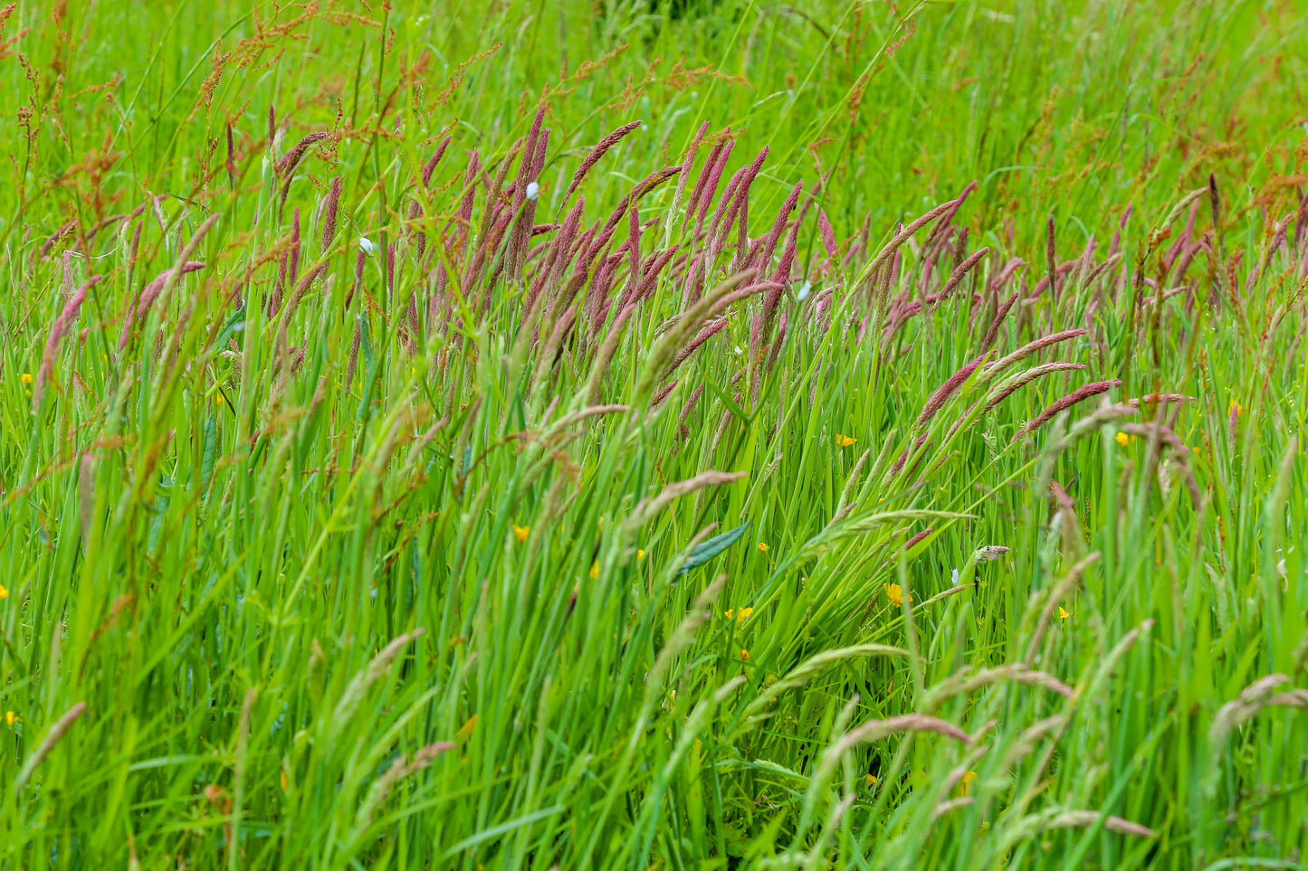 150 SWEET VERNAL GRASS Sweet Grass Vanilla Grass Anthoxanthum Odoratum Fragrant Vernalgrass Ornamental Craft Seeds