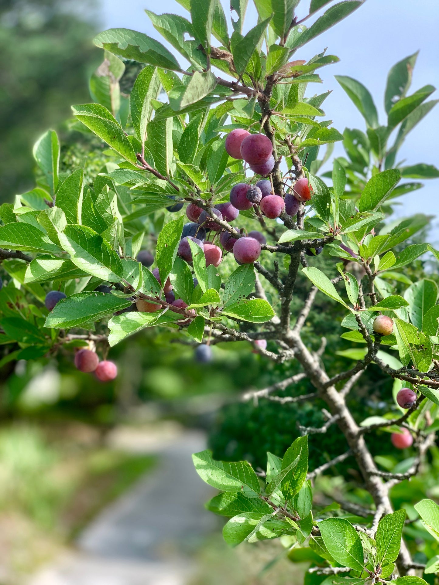 5 BEACH PLUM Prunus Maritima Native Edible Fruit Shrub Bush White Flower Seeds