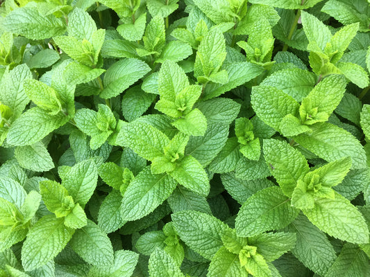 500 SPEARMINT (English Mint) Mentha Spicata Herb Flower Seeds