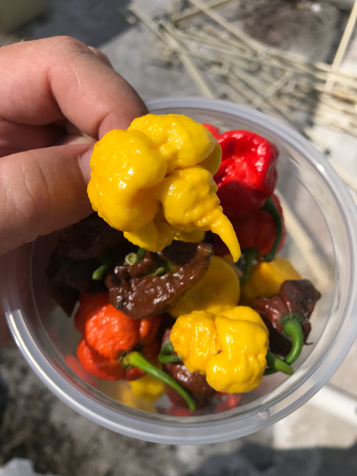 10 Yellow CAROLINA REAPER PEPPER World's Hottest Capsicum Chinense Hot Chili Vegetable Seeds