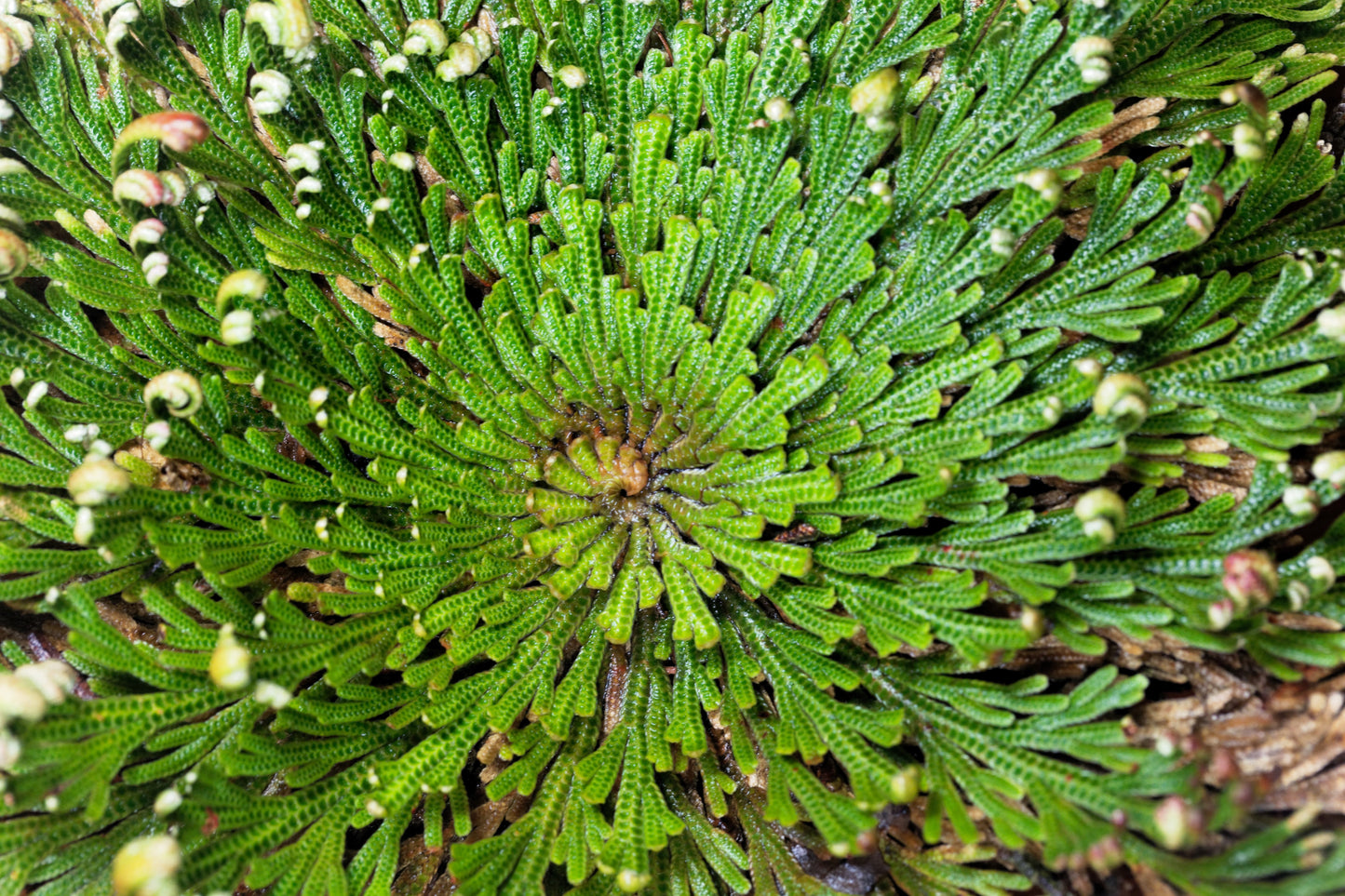 Live RESURRECTION PLANT Rose of Jericho Dinosaur Fern Miracle Air Houseplant