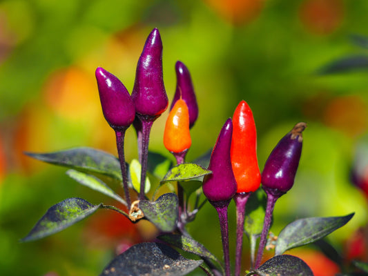 50 Variegated PURPLE TIGER PEPPER Trifetti Tricolor Capsicum Annuum Medium Hot Vegetable Seeds