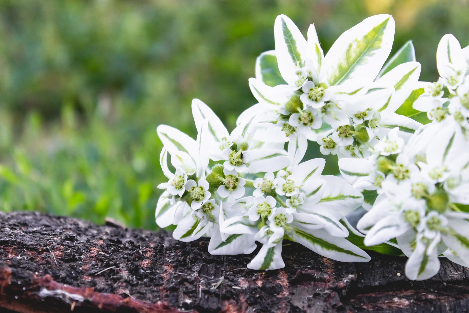 snow on the mountain flower seeds 20 SNOW On THE MOUNTAIN Euphorbia Marginata Variegated Groundcover Sun – Seedville USA