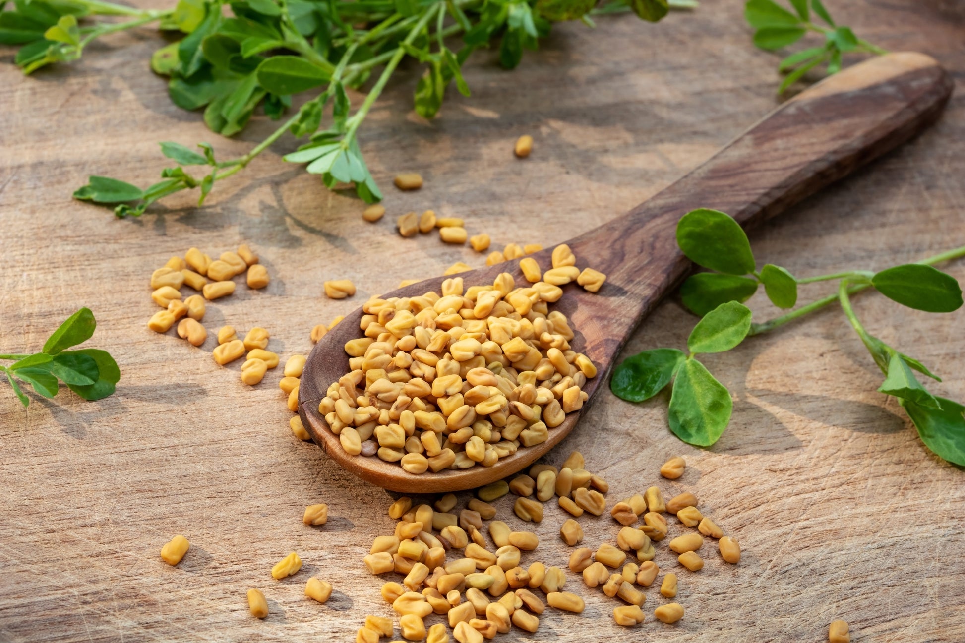 where to buy fenugreek seeds to plant 300 FENUGREEK Trigonella Foenum Graecum Herb Flower Seeds – Seedville USA