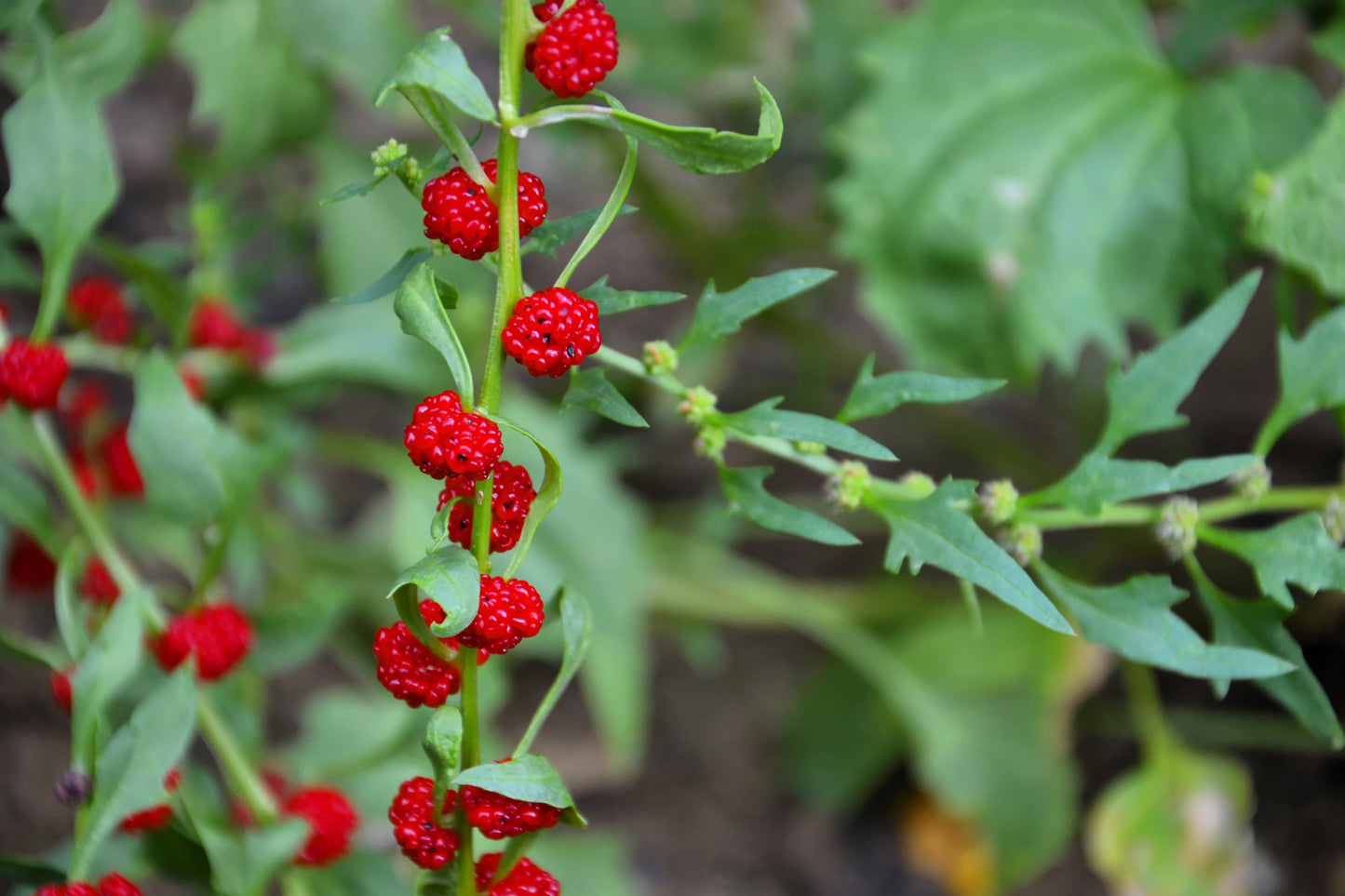 100 STRAWBERRY STICKS / SPINACH Chenopodium Foliosum Fruit Berry Seeds