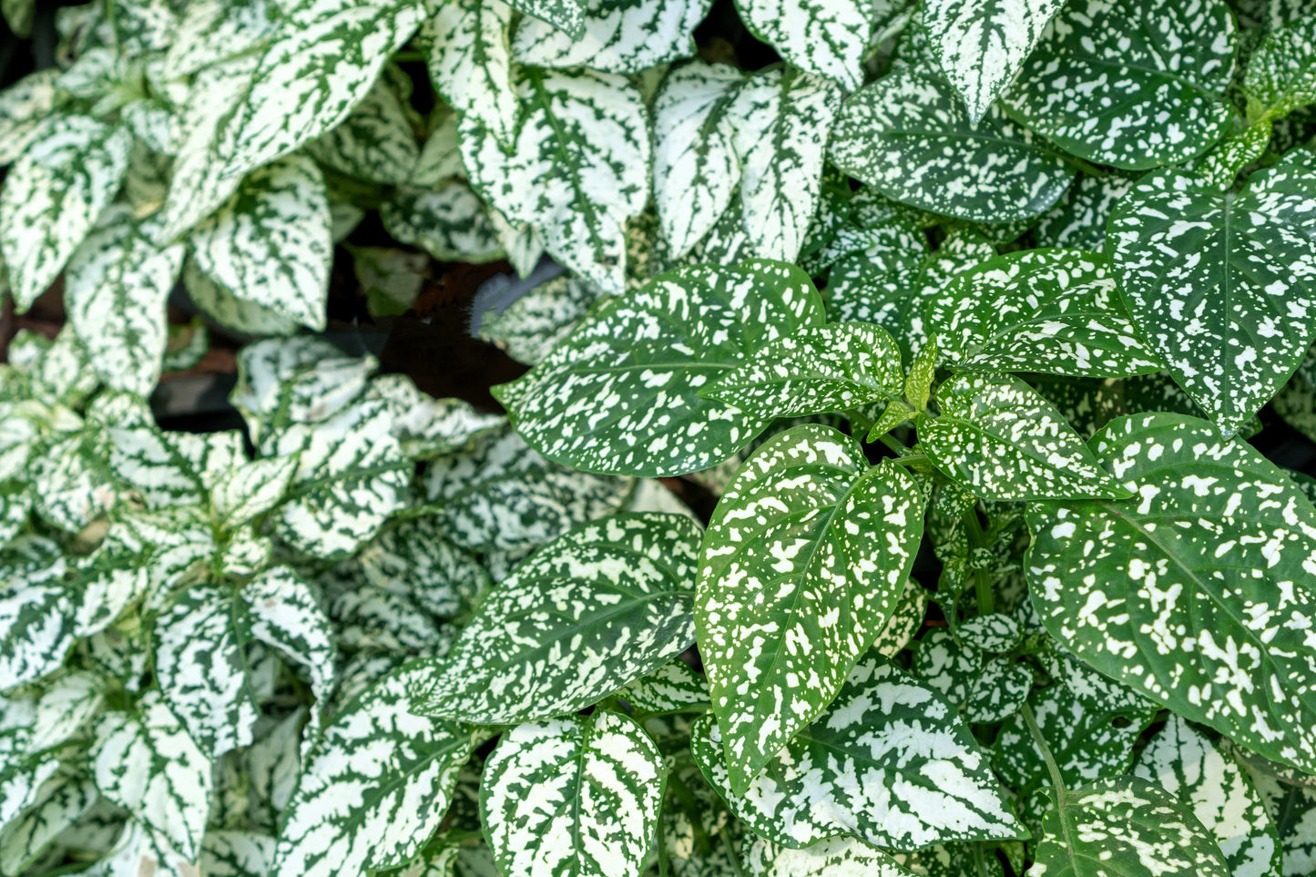 10 Dwarf WHITE POLKA DOT PLANT Splash Select Hypoestes Phyllostachya Flower Houseplant Seeds