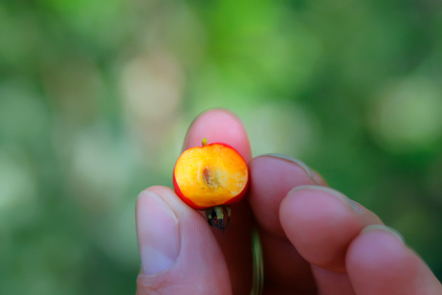 20 ENGLISH HAWTHORN TREE Edible Fruit Flower Mayflower Crataegus Laevigata Seeds