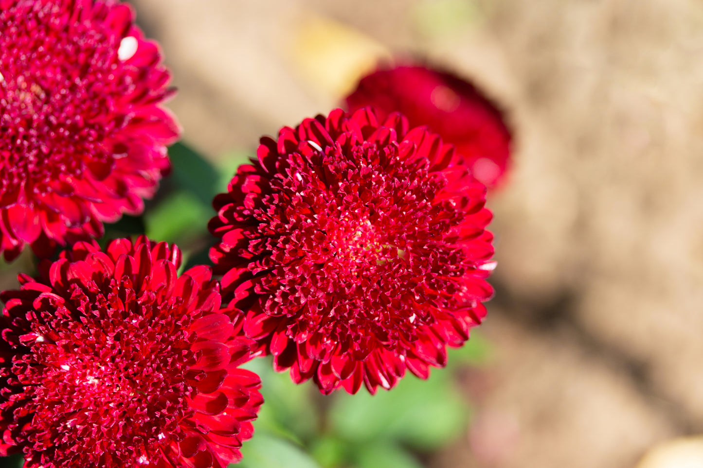 250 Double RED CHINA ASTER Callistephus Chinensis Flower Seeds