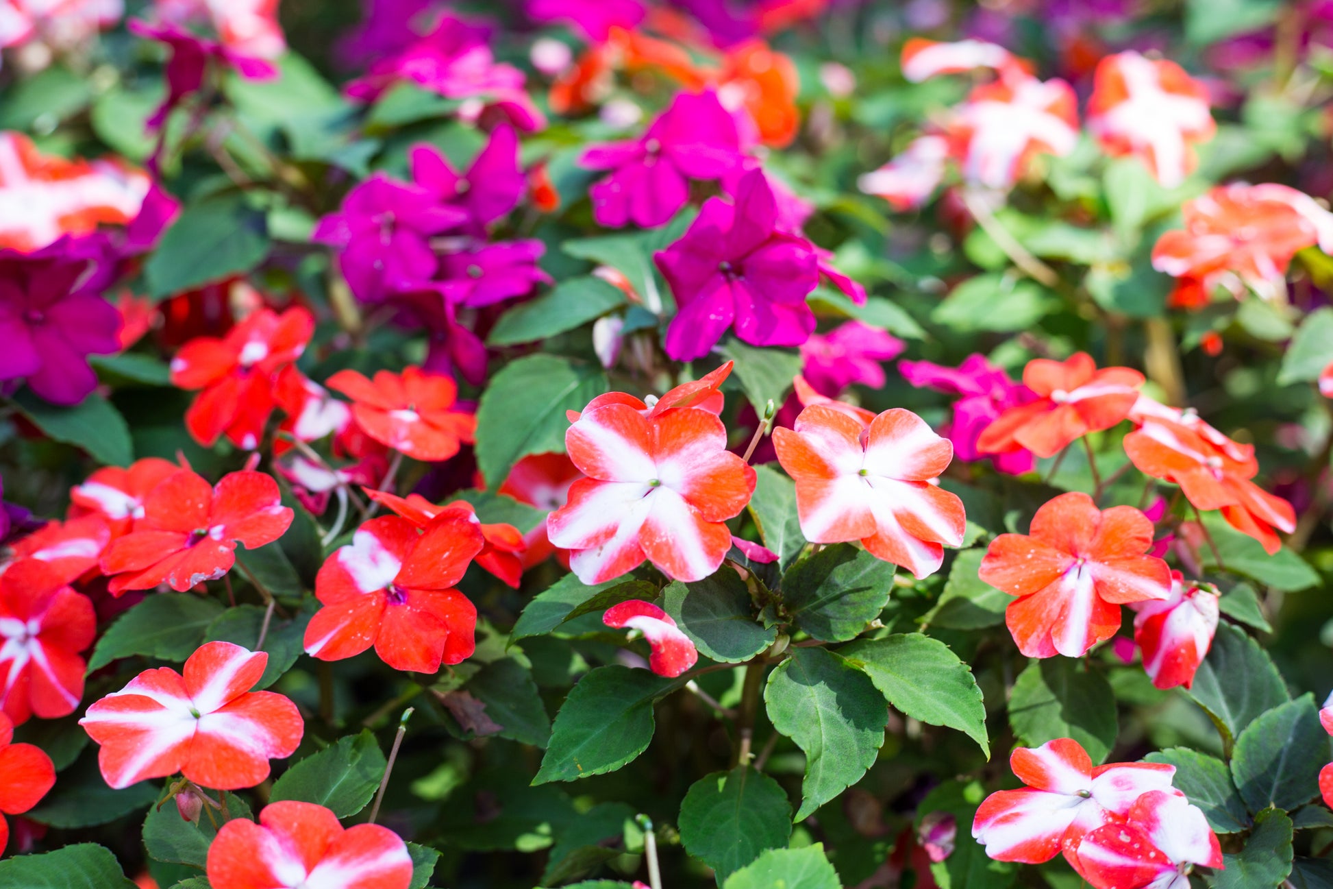 impatiens plant seeds 10 DWARF RED STAR IMPATIENS Walleriana Red & White Shade Flower Seeds