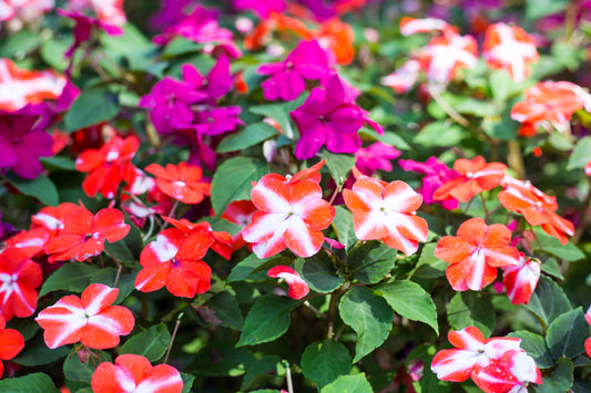 10 DWARF RED STAR IMPATIENS Walleriana Red & White Shade Flower Seeds