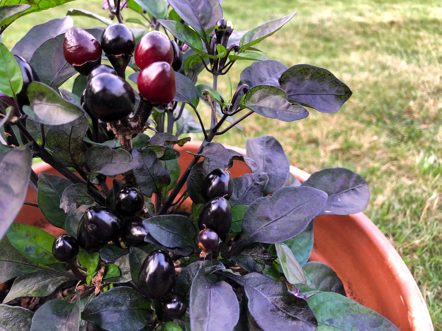 20 ROYAL BLACK PEPPER Capsicum Annuum Very Hot Chilli Vegetable Seeds