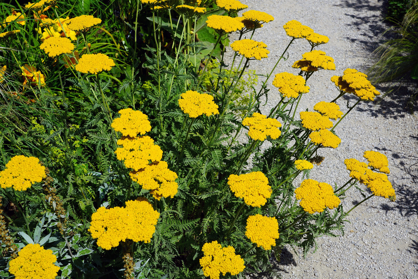 250 GOLD Golden Yellow YARROW Achillea Filipendulina Flower Seeds