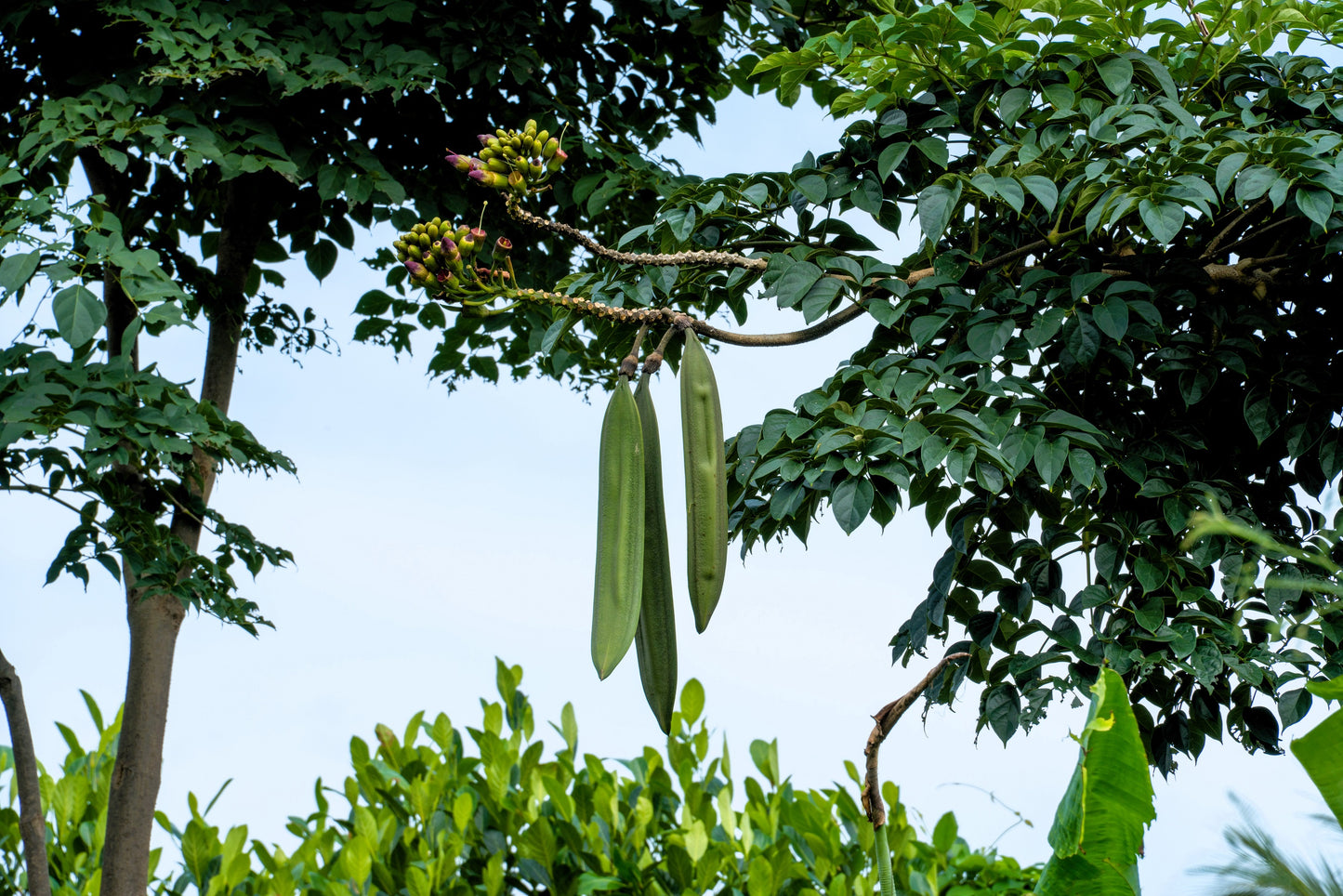 20 INDIAN TRUMPET Flower TREE (Midnight Horror / Broken Bones Plant / Tree of Damocles) Oroxylum Indicum Seeds