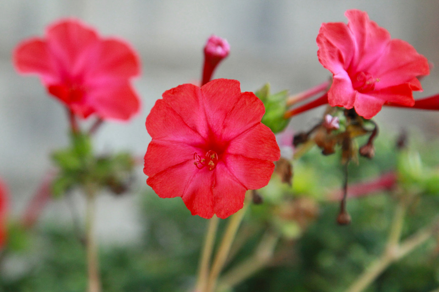 25 RED FOUR O'CLOCK Marvel of Peru Mirabilis Jalapa Flower Seeds